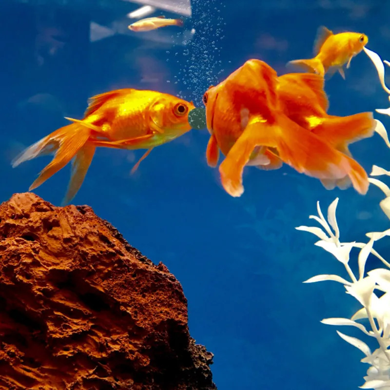 100-1500 szt. Tabletek Spiruli – Aquarium & Marine Museum Kota Kinabalu recenzja i cena