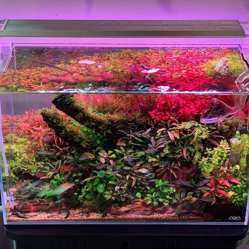 WEEK AQUA Akwariowa Lampa LED  – Aqua Marine Tank recenzja i cena